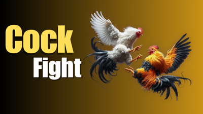 cockfight